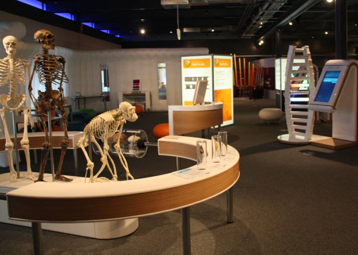 iDNA skeletons and J interactive exhibits.jpg iDNA skeletons and J interactive exhibits.jpg